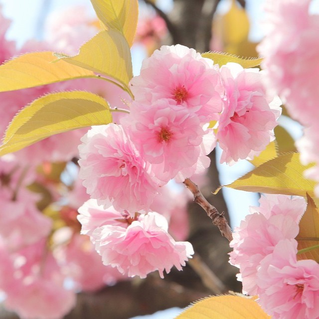 Nanjing Spring Break: Embracing the Season in the Ancient Capital